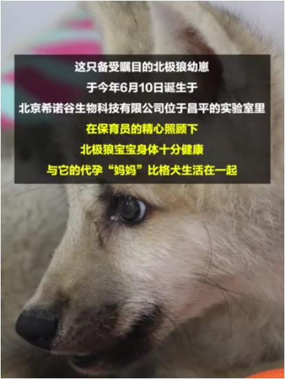 世界首例克隆北极狼出生满百日，太可爱了！