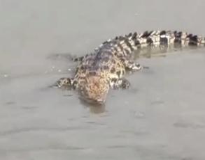 黄浦江鳄鱼抓到了！现场抓捕画面曝光