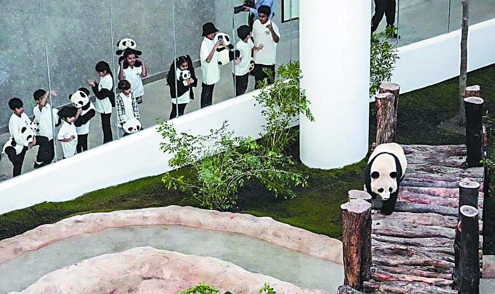 大熊猫在卡塔尔胖了不少：住的是“沙漠王宫” 吃的是老家竹子